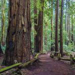 Visit Armstrong Redwoods