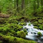 Olympic National Park