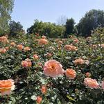 The Huntington Library, Art Museum, and Botanical Gardens