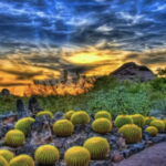 Desert Botanical Gardens