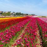 The Flower Fields