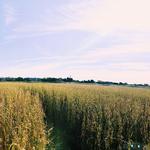 Fall Festivities at Fairview Farm At Mecox