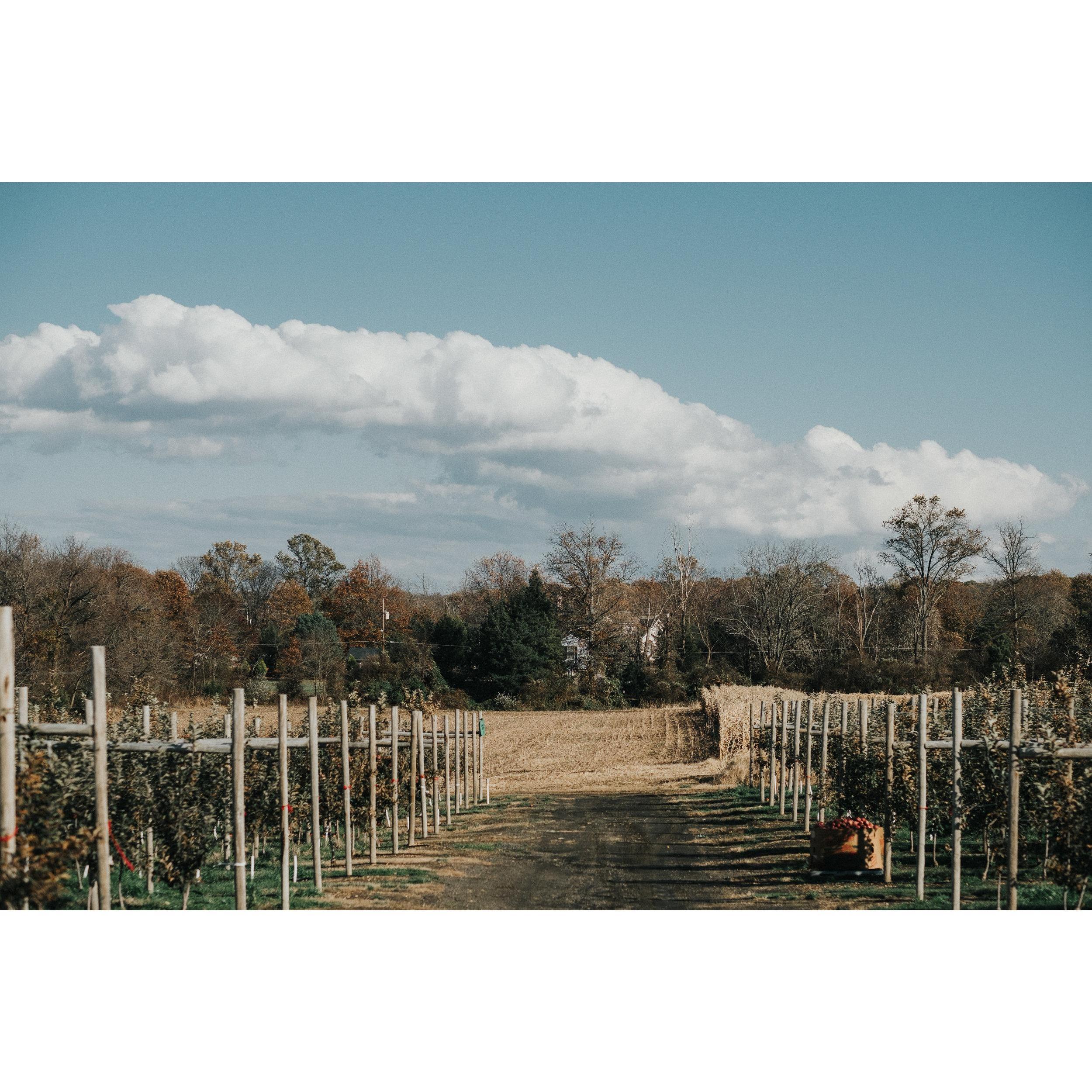 Apple Orchards, Locust Farm