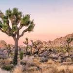 Joshua Tree