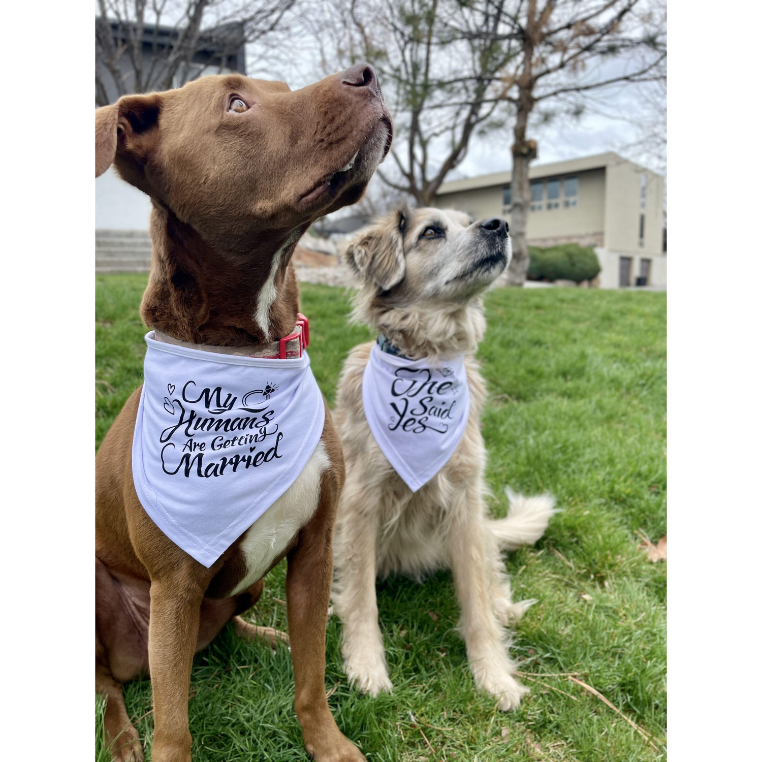 Annabelle and Theo announcing our engagement!
