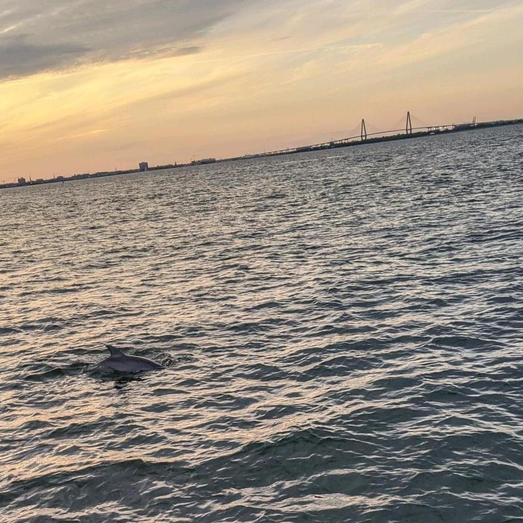 Our dolphin friend!