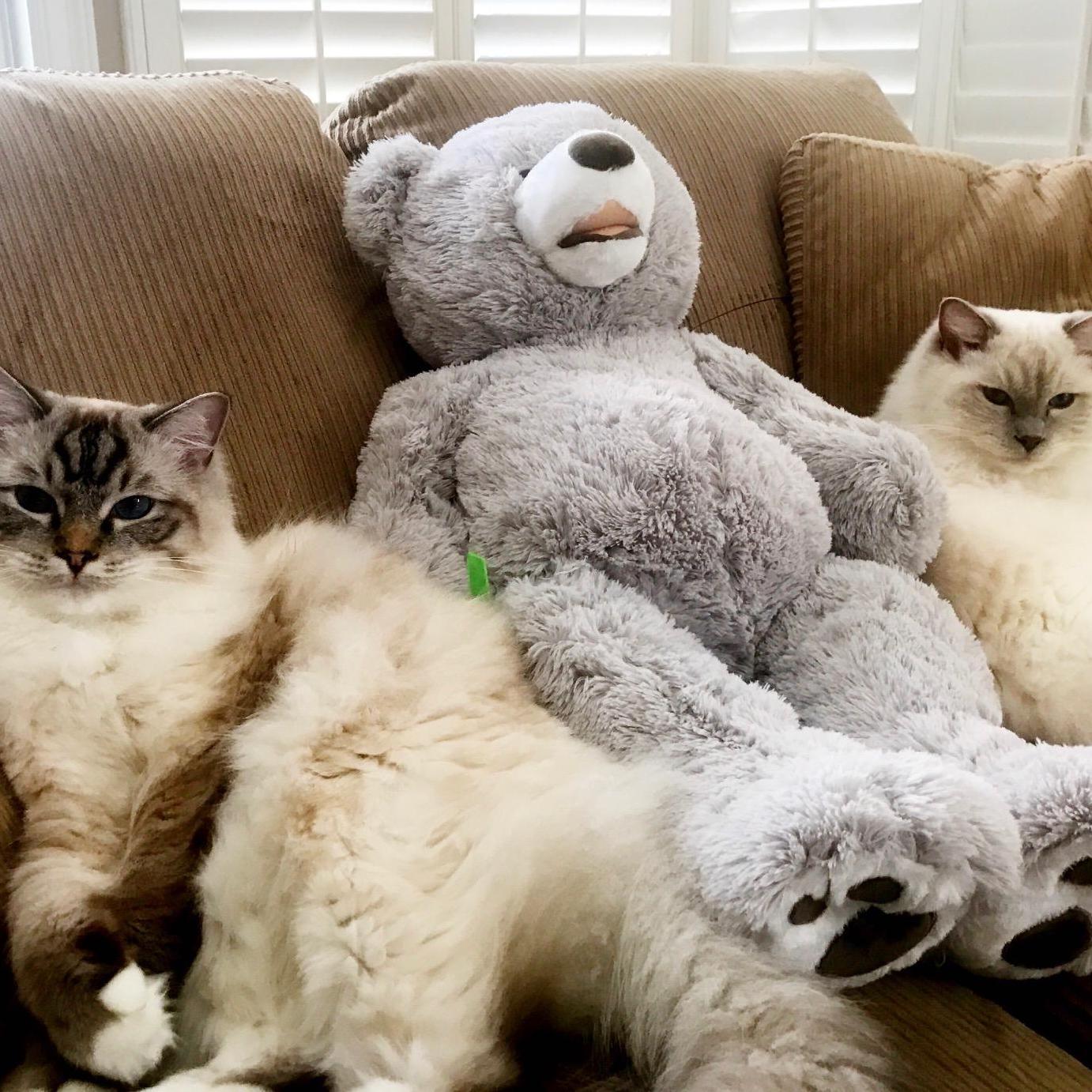 Mittens & Rascal Kelleher.  Bear unknown?