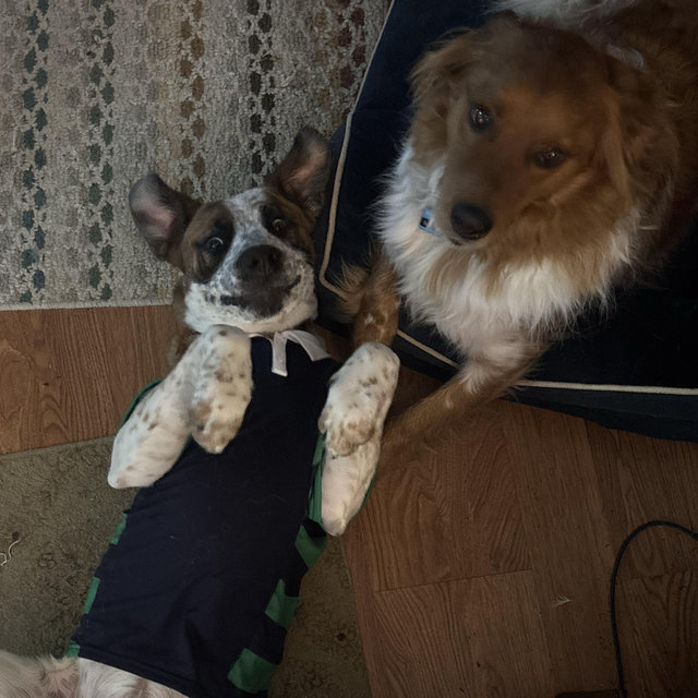 You can give money too!! We would really love to replace our couch, our living room area rug, a runner for the hallway because the baby puppy ate the old ones.