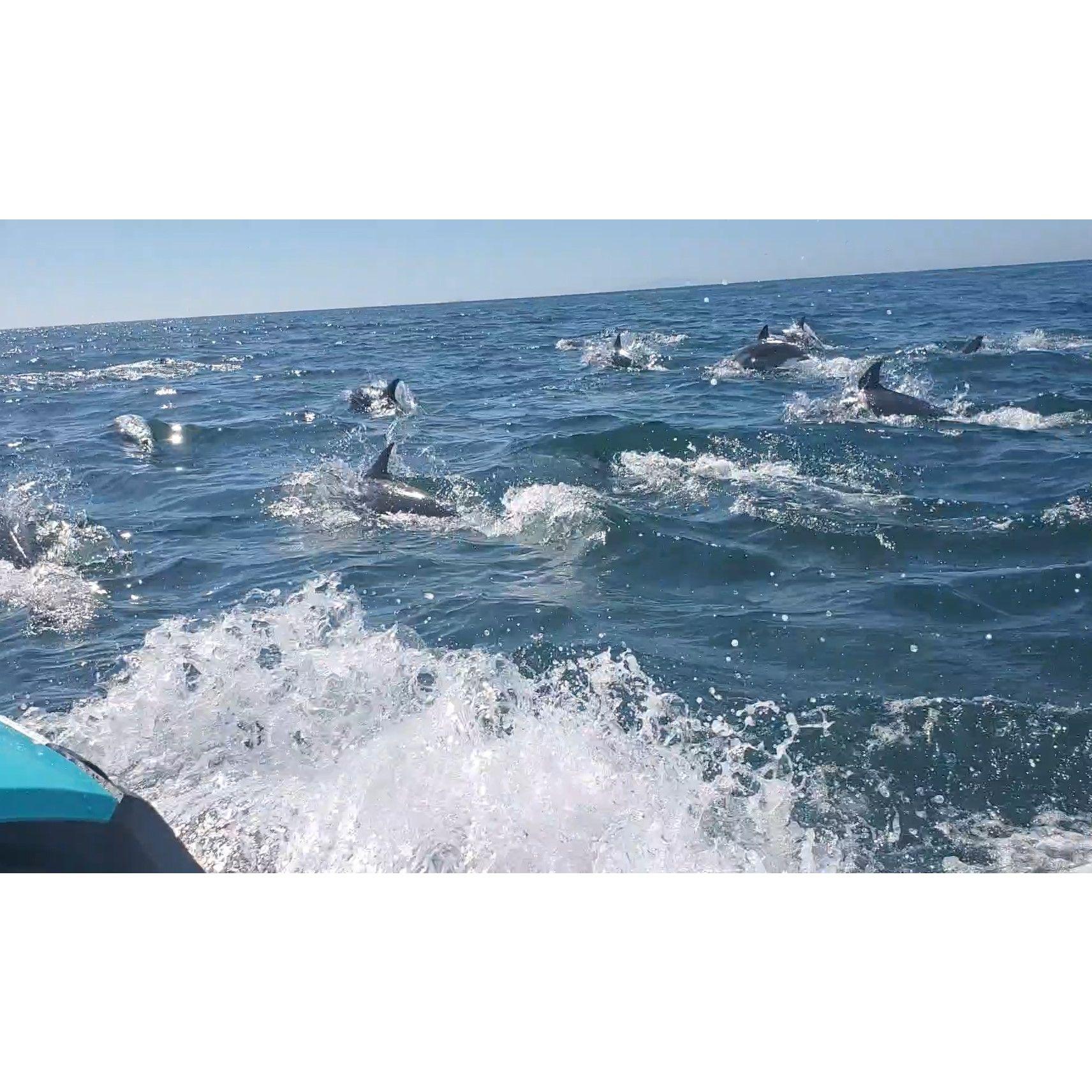 Sea Doo ride with dolphins all around us in Newport Beach, CA