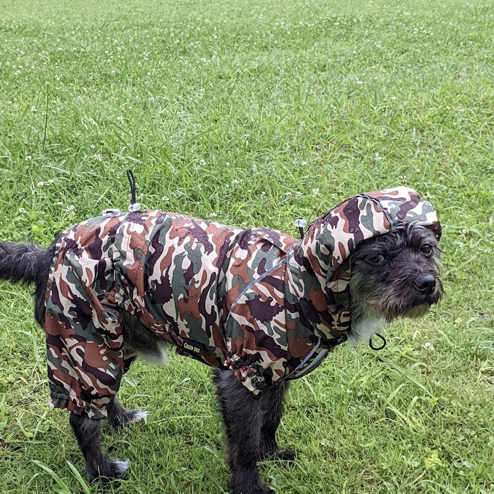 Okinawa got pretty rainy. Turtle loved it...... not.