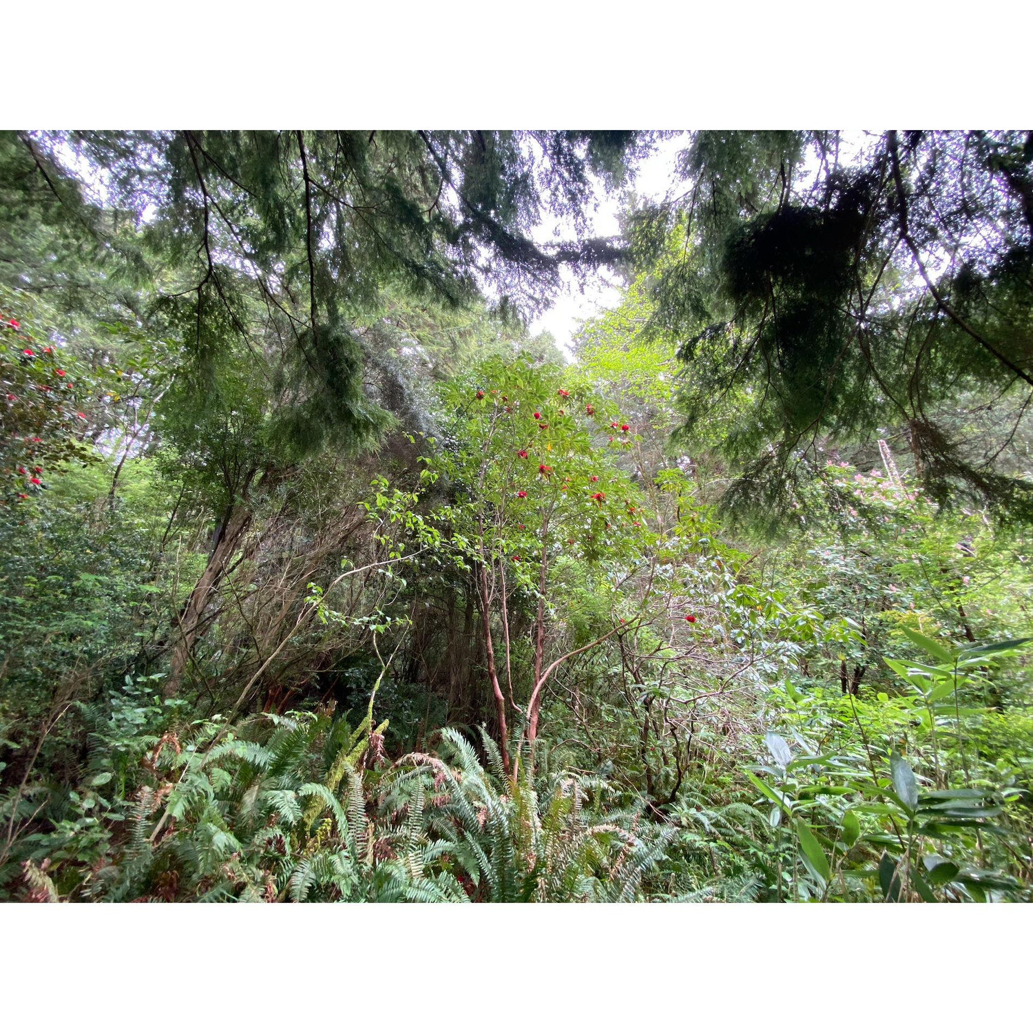 Gerdemann Botanic Preserve Public Footpath. We apologize the rhododendrons will not be in bloom. Some must have been at least 40 feet tall!