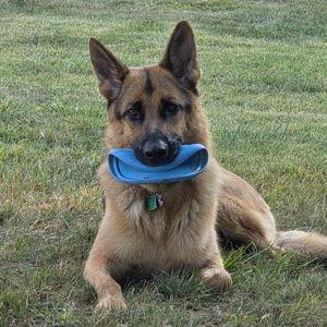 Dog Surgery Assistance Fund