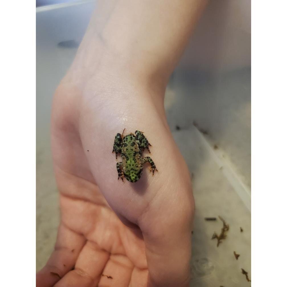 Fire-bellied toad