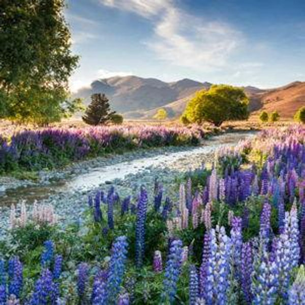 New Zealand Honeymoon!