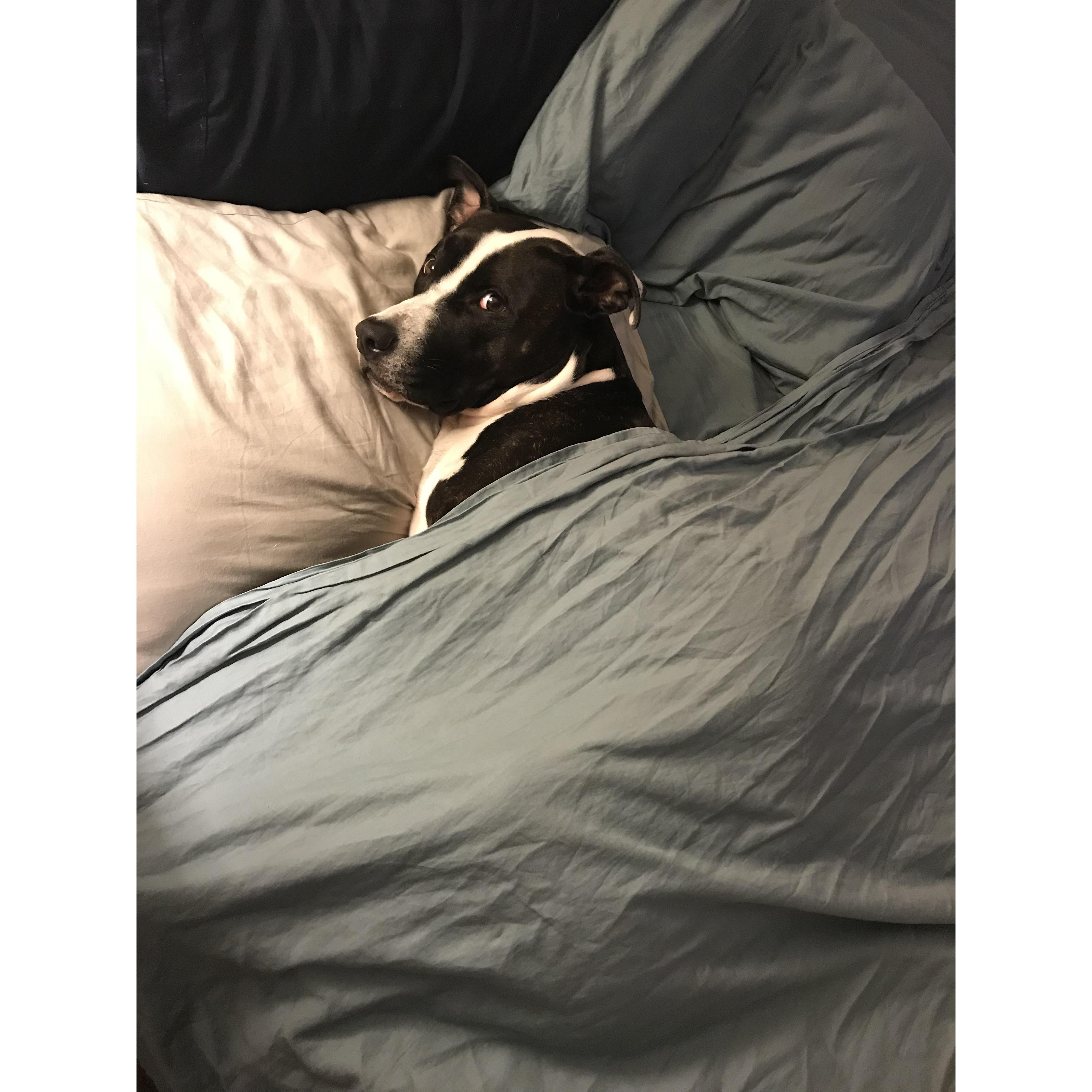 Zulu stealing Mommy's spot in bed.