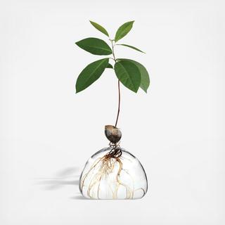 Ilex Studio Avocado Vase