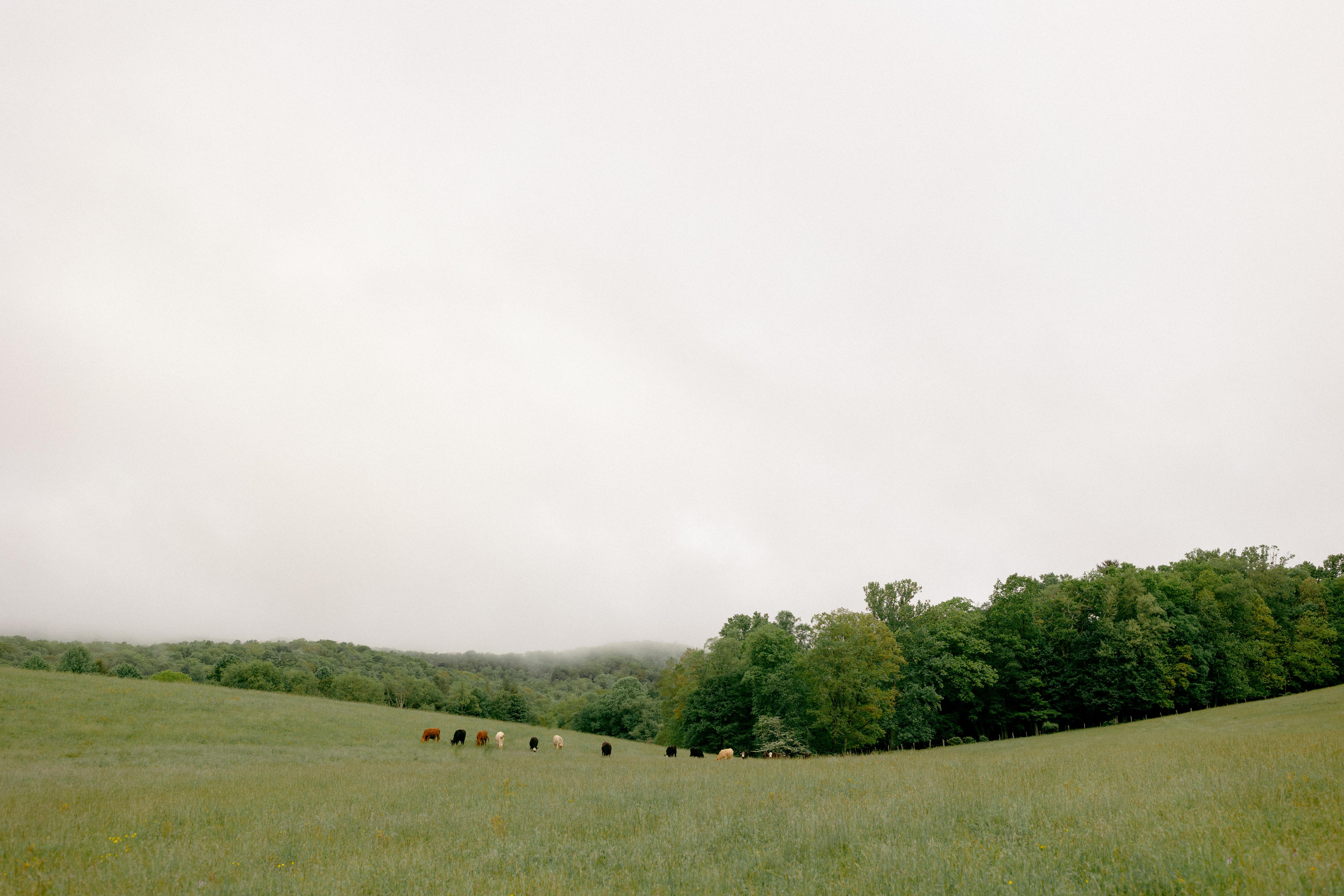 The Wedding Website of allie williams and noah ward