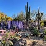 Desert Botanical Garden