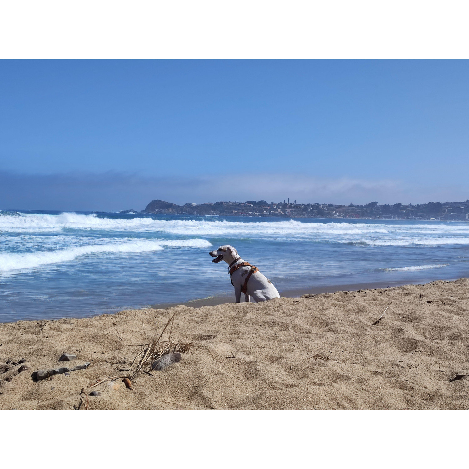 Luna on the beach in Los Molles