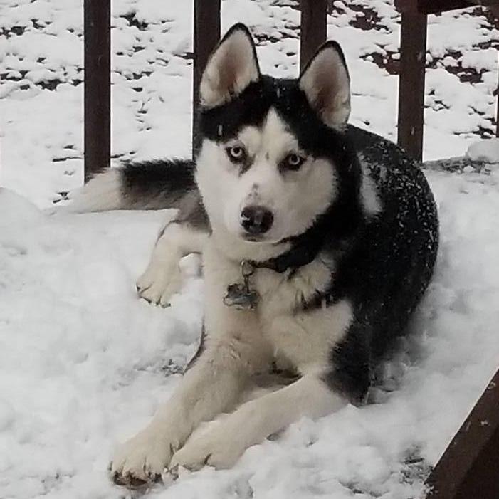 Our Puppy Phoenix