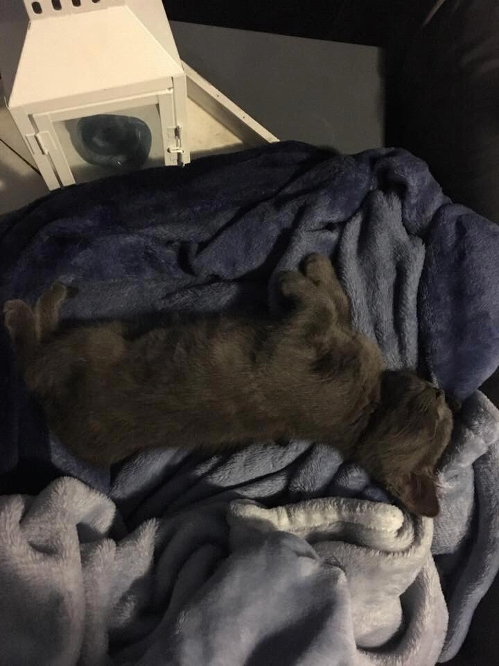 Our first kitten!