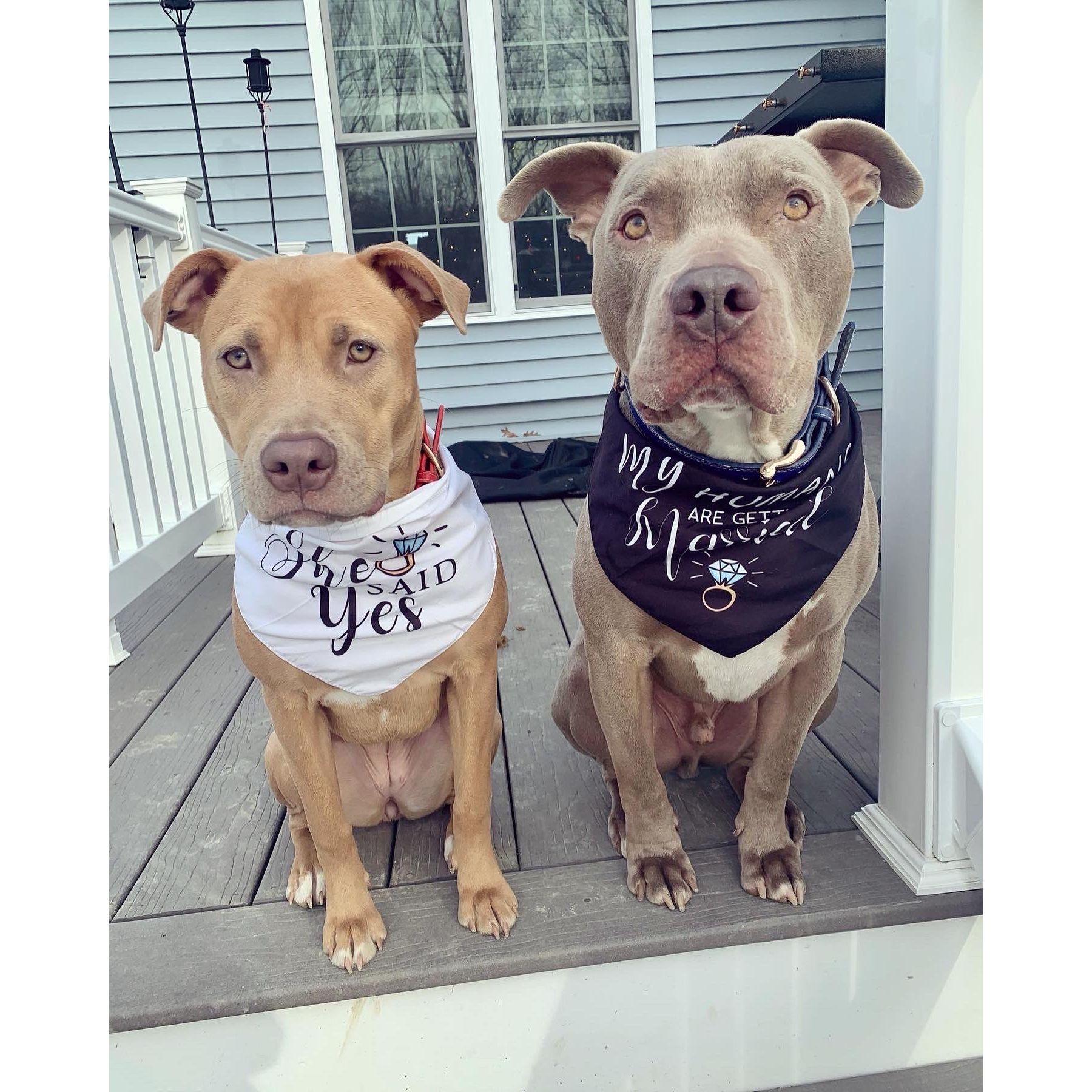 Our pups Bonnie & Bruin