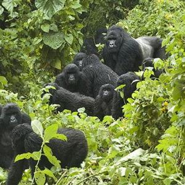 ⁠Encuentro con Gorillas Parque Natural Bwind