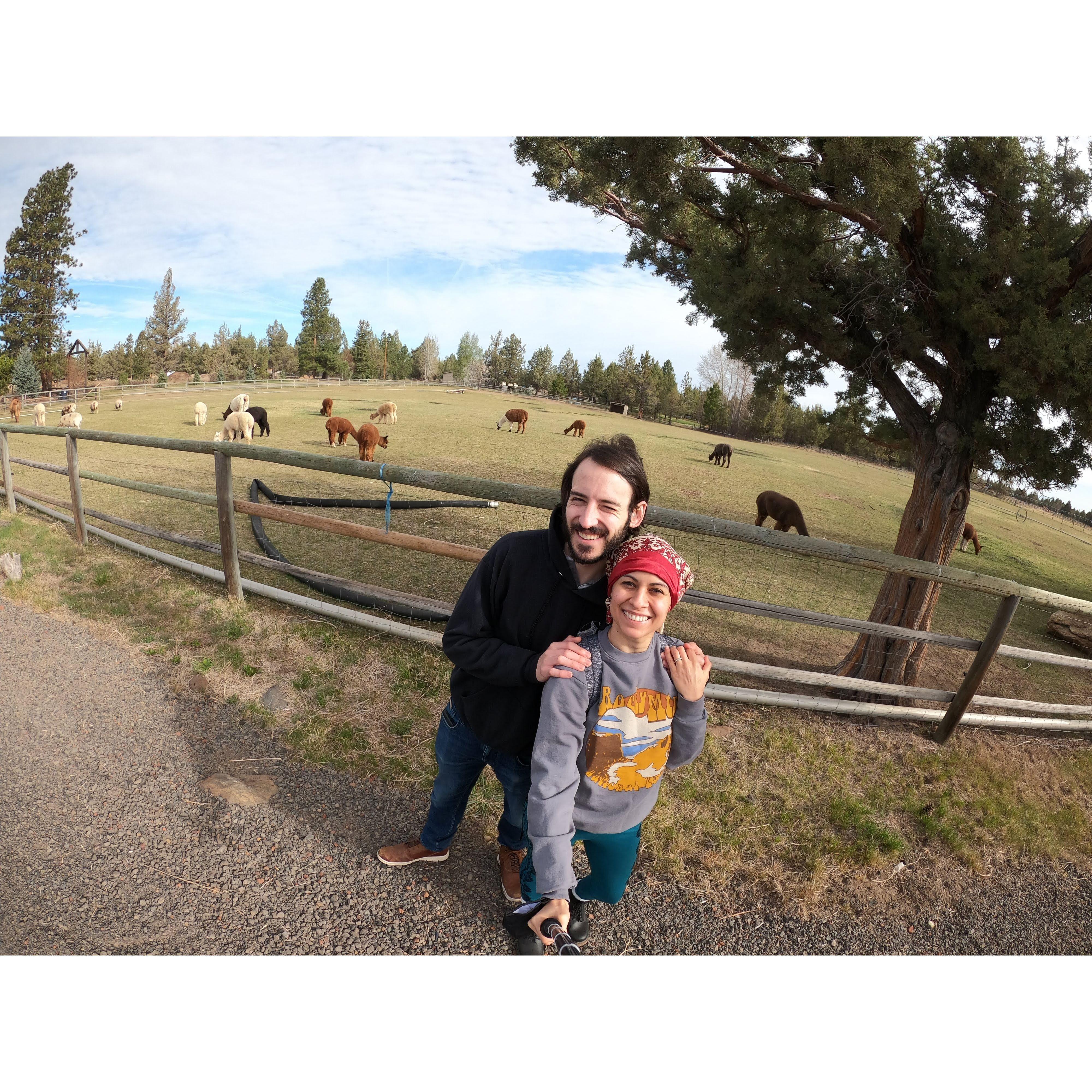 Alpaca Farm - Bend, OR