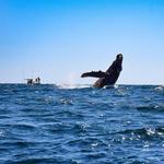 Whale Watching Tours