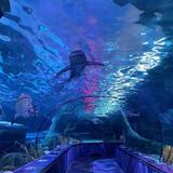 OdySea Aquarium