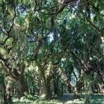 Honolua Bay Access Trail
