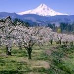Mt. Hood Scenic Byway
