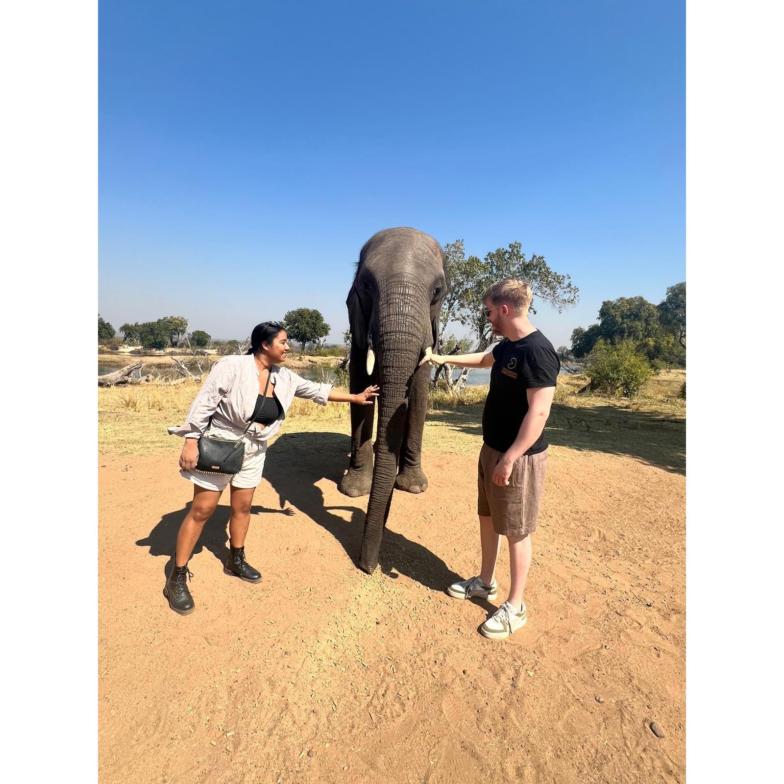 Feeding elephants in Zambia!