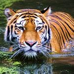 Periyar Tiger and Nature Reserve