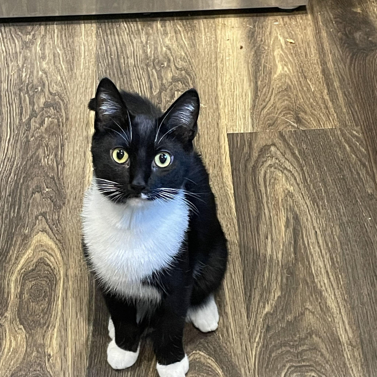 Our menacing Butters