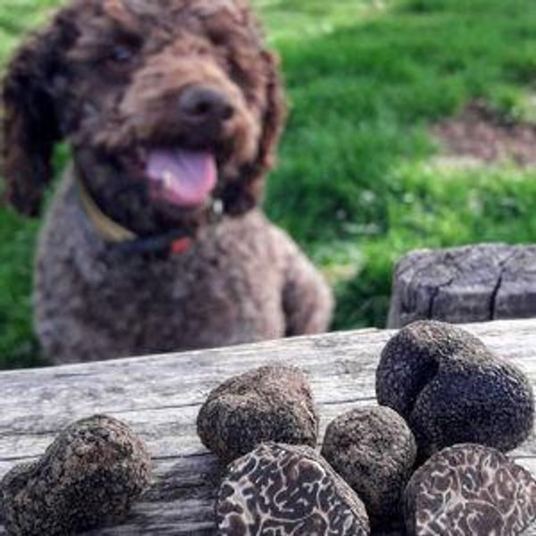 Truffle Dinner in Piedmont, Italy