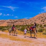 Vegas Camel Safari