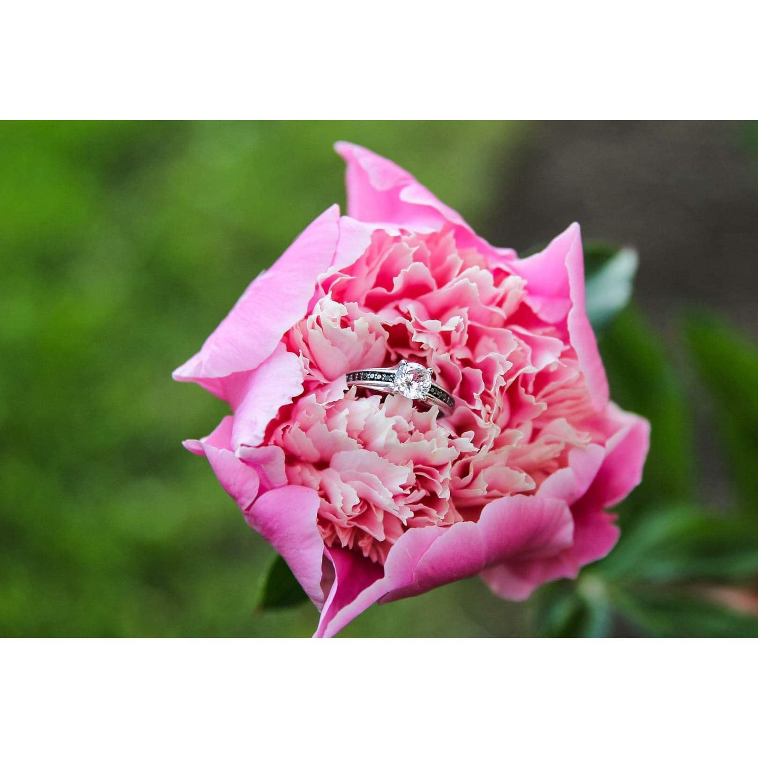 Engagement Photos 🖤
♡Location: North Tonawanda Botanical Gardens
♡Photographer: Alyssa Knowlton, Lyssa Lee Photography