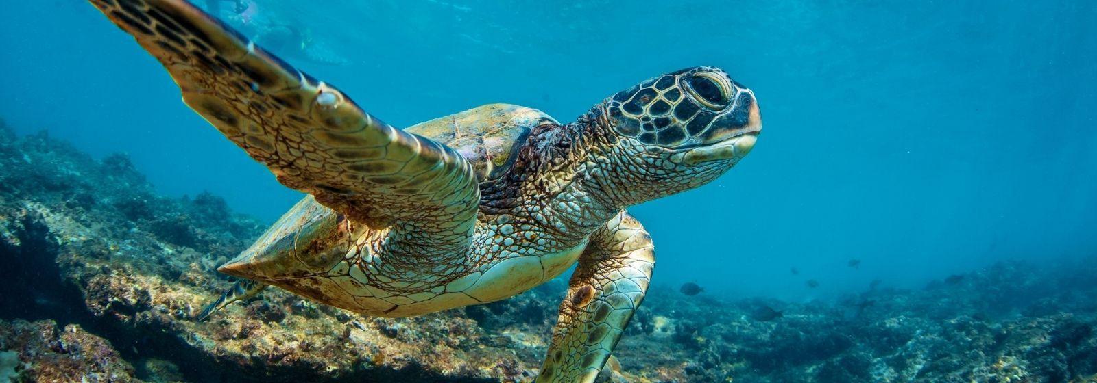 The Wedding Website of Daniel Joshua and Heather Rose