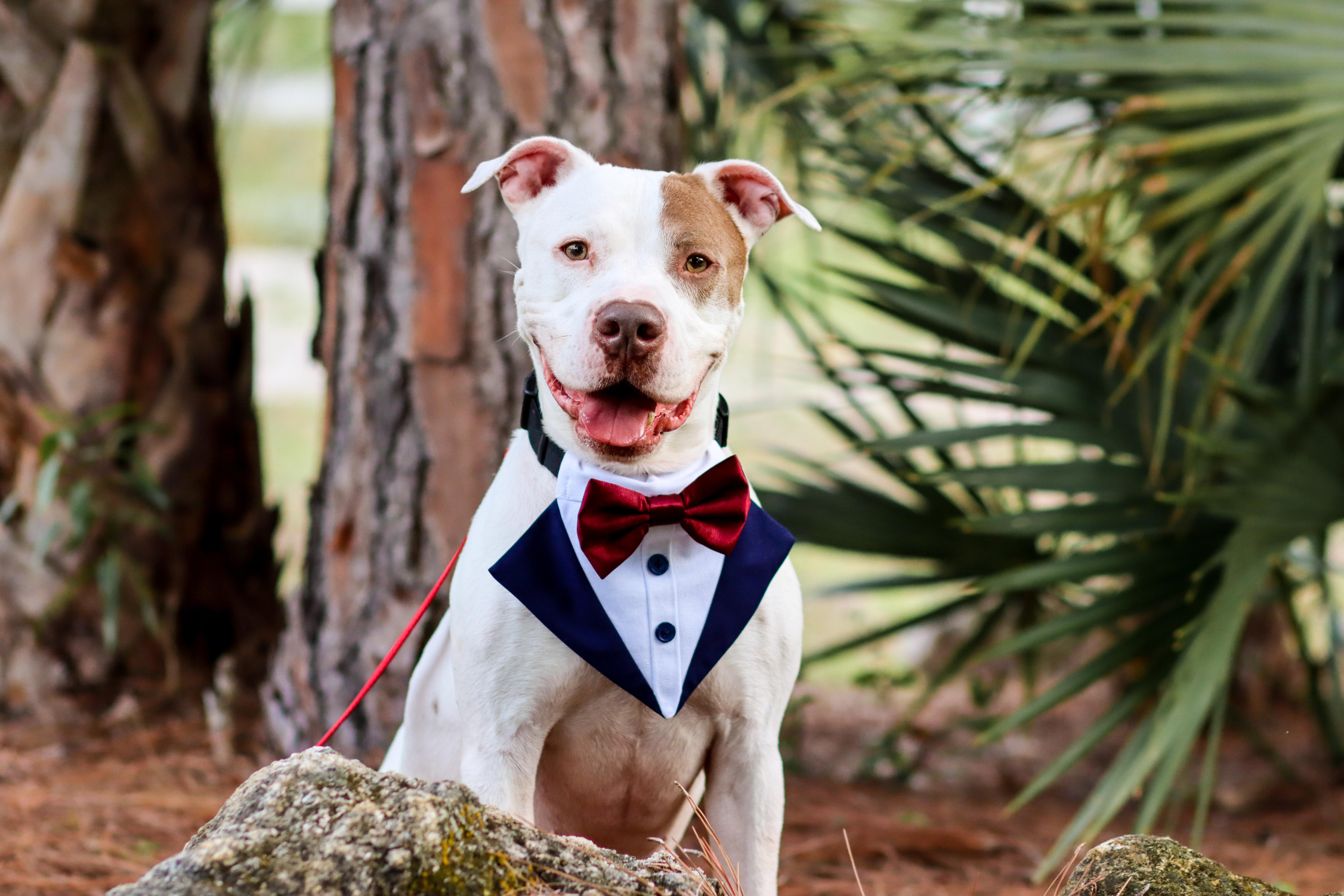 The Wedding Website of Daisy Giron and Armando Coy