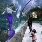Audubon Aquarium of the Americas