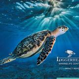Loggerhead Marinelife Center