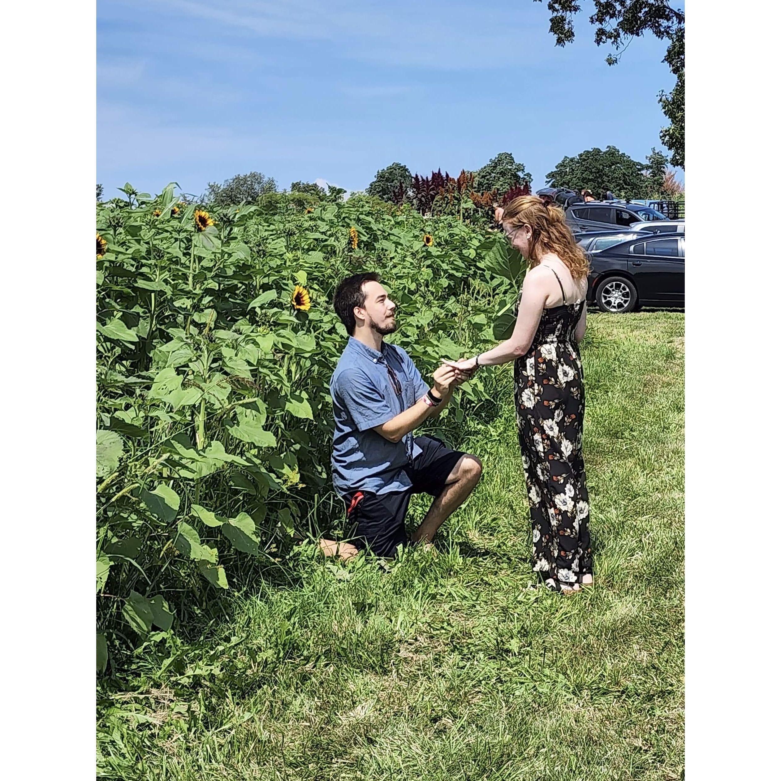The perfect proposal in a sunflower field, picking Emma's favorite flower.