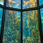 Monterey Bay Aquarium