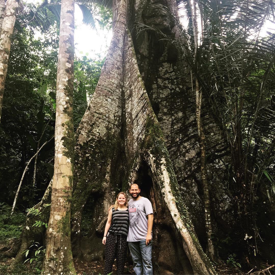 A Kapok tree in the Amazon in Brazil
