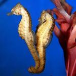 North Carolina Aquarium At Fort Fisher