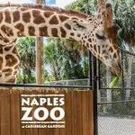 Naples Zoo at Caribbean Gardens