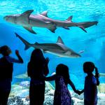 OdySea Aquarium