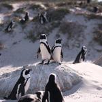 Boulders Beach