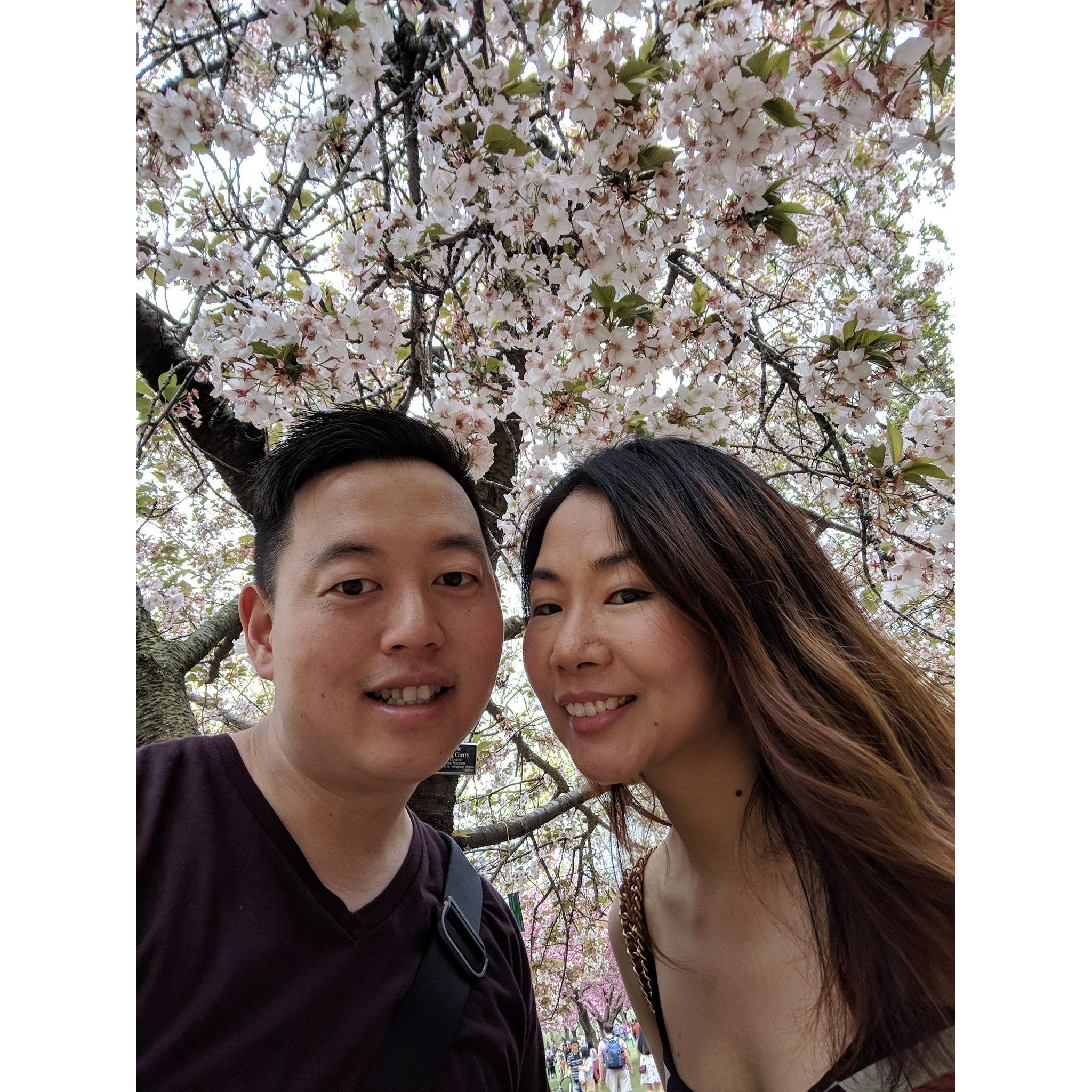 Cherry Blossoms